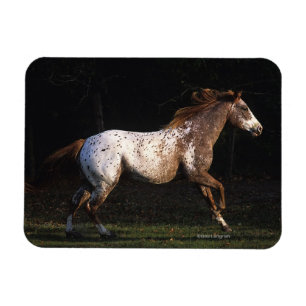 Appaloosahästspring 4 magnet
