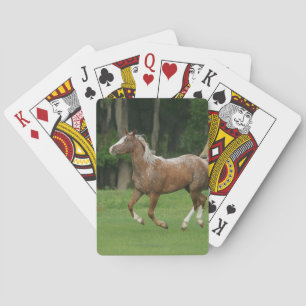 Appaloosahästspring Casinokort