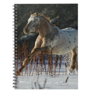 Appaloosahästspring i snön anteckningsbok