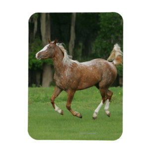 Appaloosahästspring Magnet