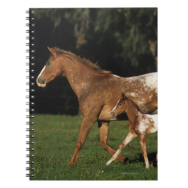 AppaloosaMare och föl Anteckningsbok (Framsidan)