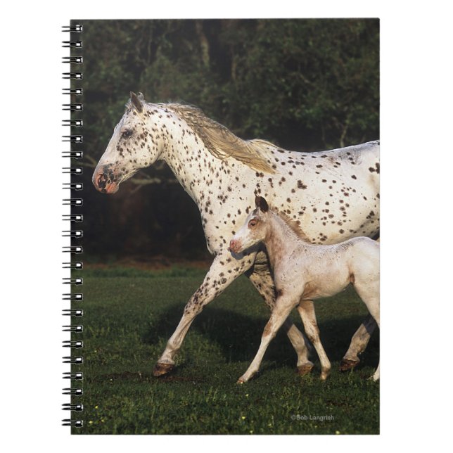 AppaloosaMare och föl i fält Anteckningsbok Med Spiral (Framsidan)