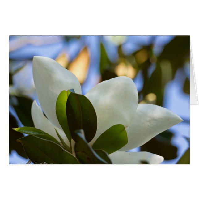 Apparat av rostat glas Himlar Södra Magnolia-gåvor Hälsningskort (Framsidan Horizontal)