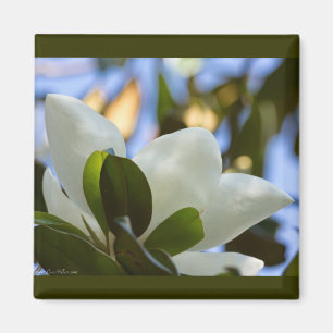 Apparat av rostat glas Himlar Södra Magnolia-gåvor Magnet