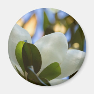 Apparat av rostat glas Himlar Södra Magnolia-gåvor Magnet