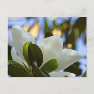 Apparat av rostat glas Himlar Södra Magnolia-gåvor Vykort