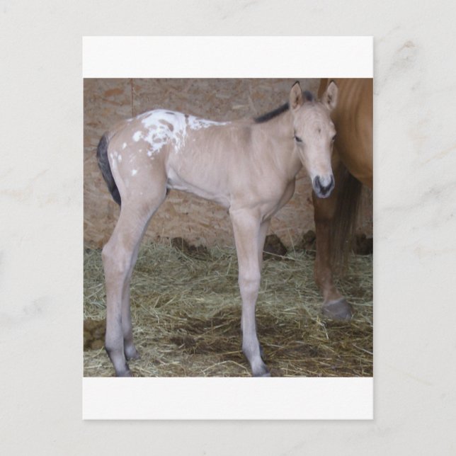 äppbabie vykort (Framsida)