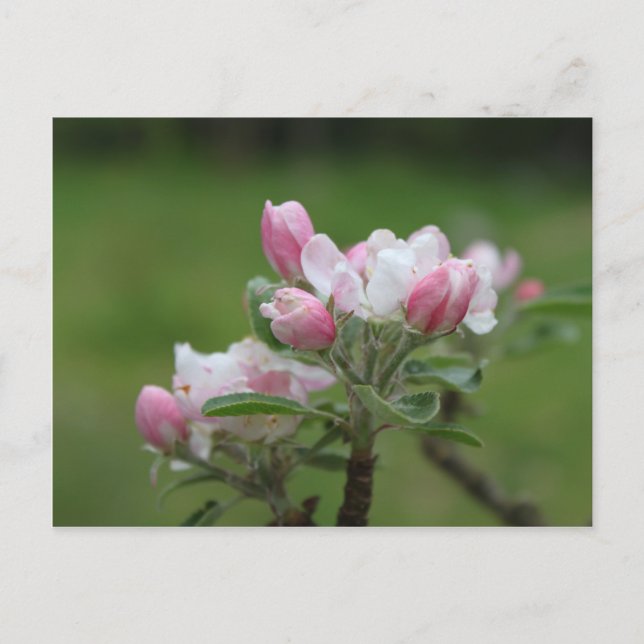 äppelblom och gröna blad vykort (Framsida)