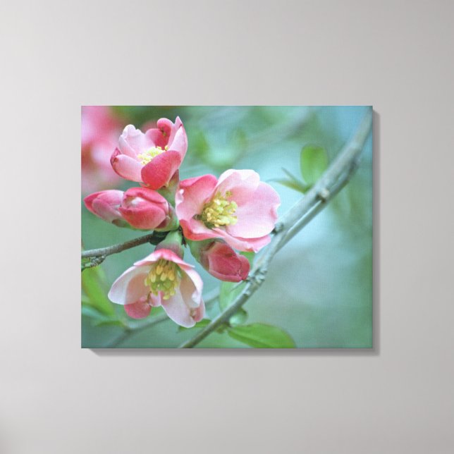 Äppelblom #P0356 Insvept Canvas (Framsida)