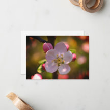 ÄppelBlommar