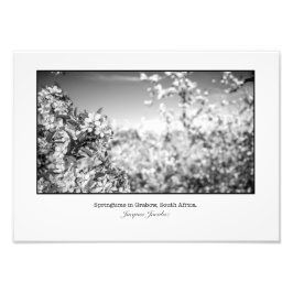 ÄppelBlommar Fototryck