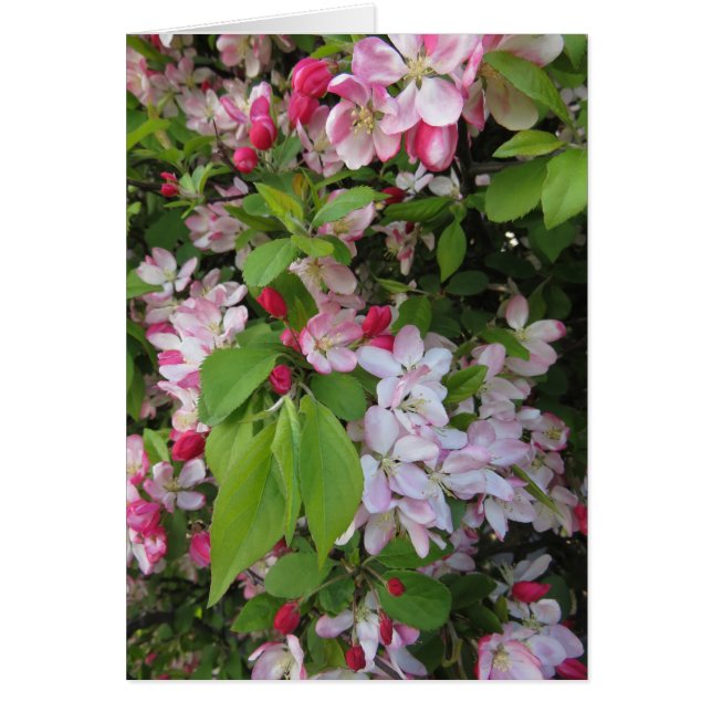 ÄppelBlommar Hälsningskort (Framsidan)