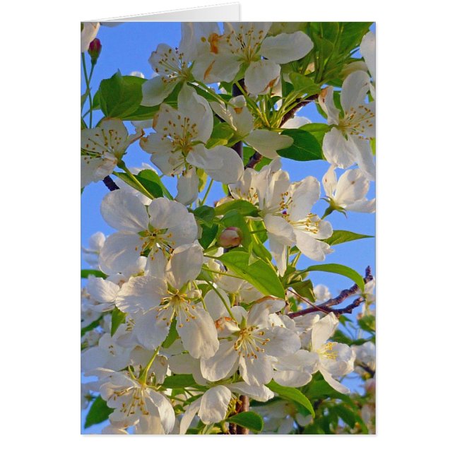 ÄppelBlommar Hälsningskort (Framsidan)