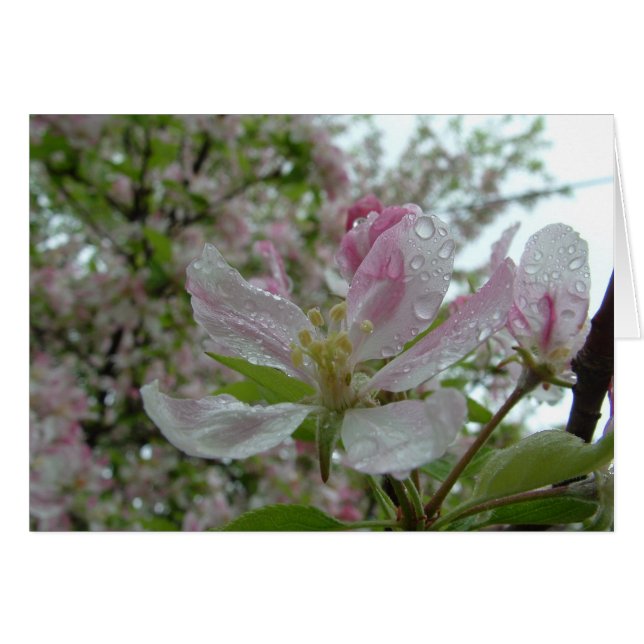 ÄppelBlommar Hälsningskort (Framsidan Horizontal)