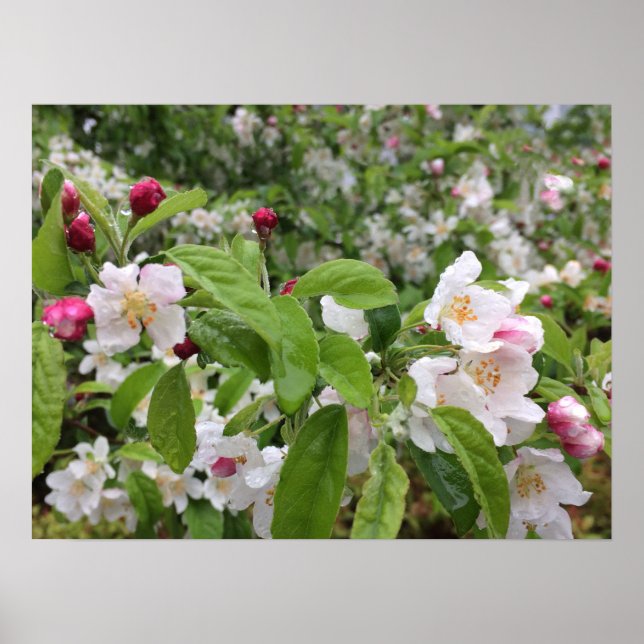 ÄppelBlommar i RAIN! Poster (Framsidan)