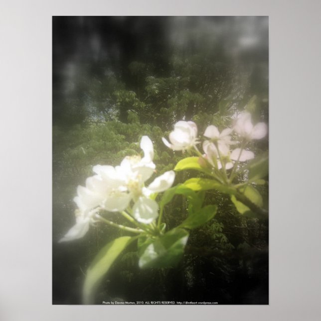 Äppelblommar nr 2, brännbara, svarta och vita poster (Framsidan)