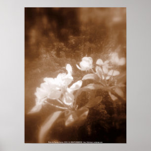 Äppelblommar nr 2, sepia poster