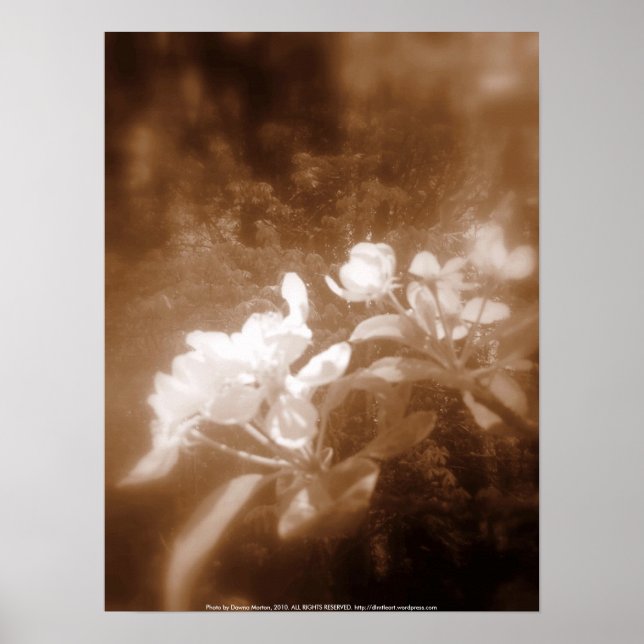 Äppelblommar nr 2, sepia poster (Framsidan)
