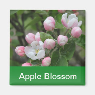 Äppelblommar och grönt löv magnet