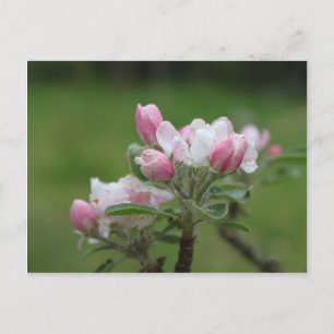 Äppelblommar och grönt löv vykort