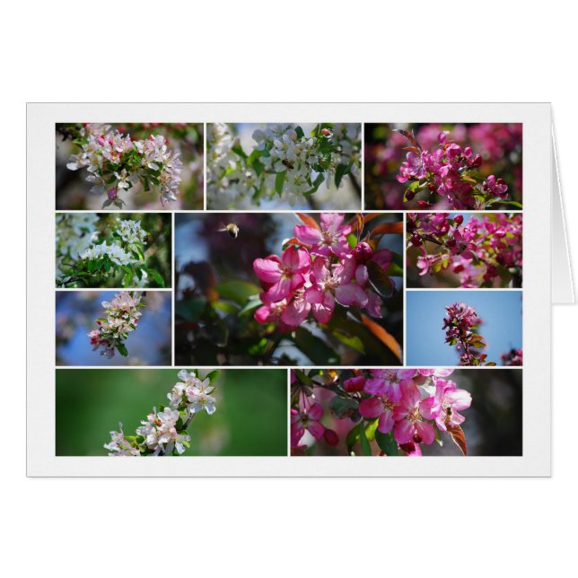 ÄppelBlommar och honungsbin Hälsningskort (Framsidan Horizontal)