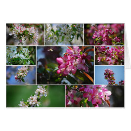 ÄppelBlommar och honungsbin Hälsningskort