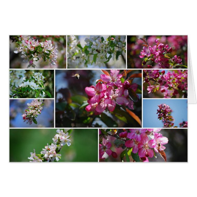 ÄppelBlommar och honungsbin Hälsningskort (Framsidan Horizontal)