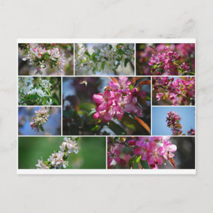 ÄppelBlommar och honungsbin Vykort