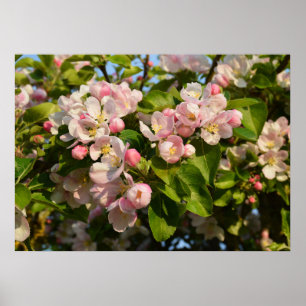 Äppelblommar Poster