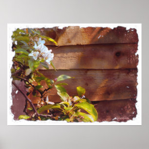 ÄppelBlommar Poster