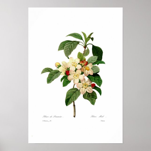 Äppelblommar Poster (Framsidan)