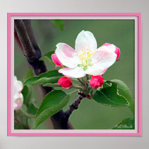 ÄppelBlommar Poster. Vattenfärgsantagsionistisk Poster