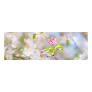 Äppelblommar - skönhet fototryck