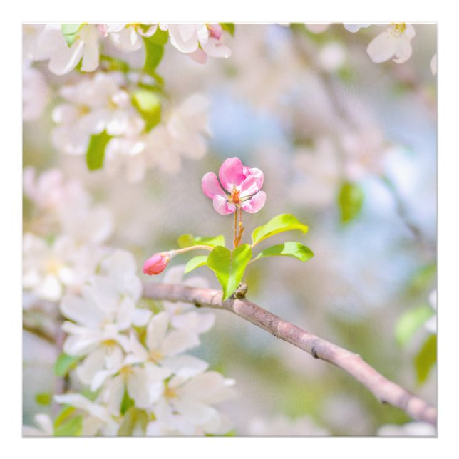 Äppelblommar - skönhet fototryck (Framsidan)