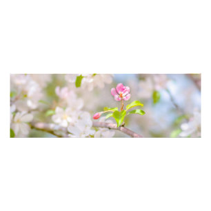 Äppelblommar - skönhet fototryck