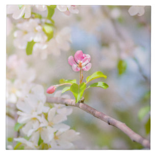 Äppelblommar - skönhet kakelplatta