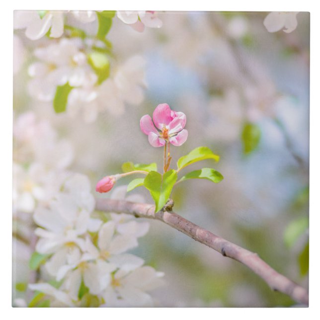Äppelblommar - skönhet kakelplatta (Framsidan)