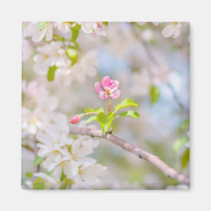 Äppelblommar - skönhet magnet