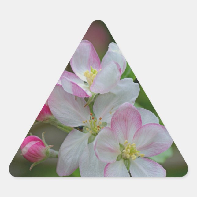 ÄppelBlommar Triangelformat Klistermärke (Framsida)
