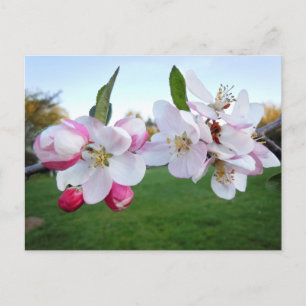 ÄppelBlommar Vykort