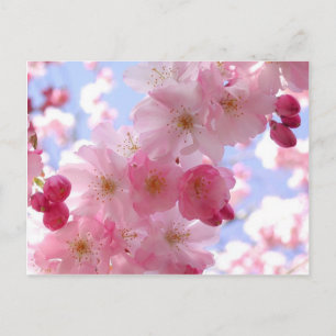 Äppelblommar Vykort