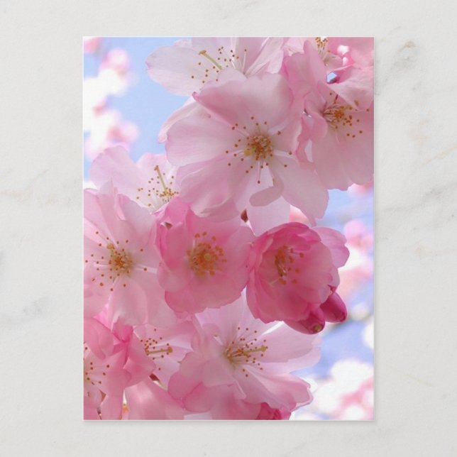Äppelblommar Vykort (Framsida)