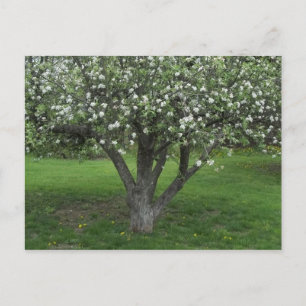 ÄppelBlommar Vykort