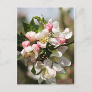 Äppelblommar Vykort