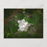 ÄppelBlommar