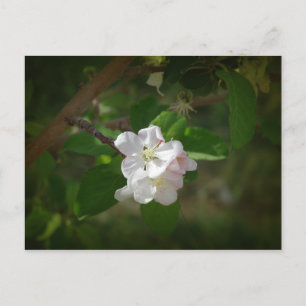 ÄppelBlommar Vykort