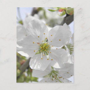 ÄppelBlommar Vykort