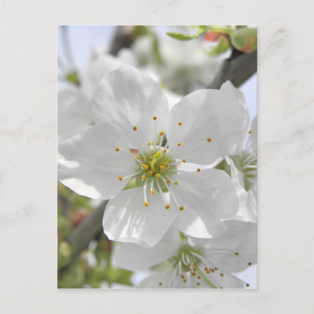 ÄppelBlommar Vykort (Framsida)