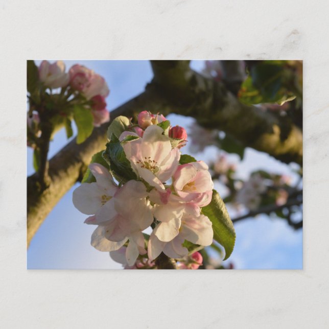 ÄppelBlommar Vykort (Framsida)