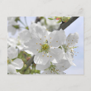 ÄppelBlommar Vykort